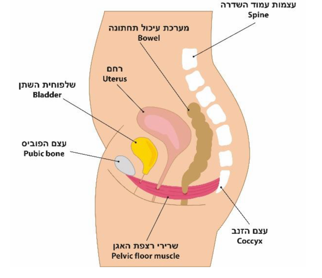 איור אנטומי 1