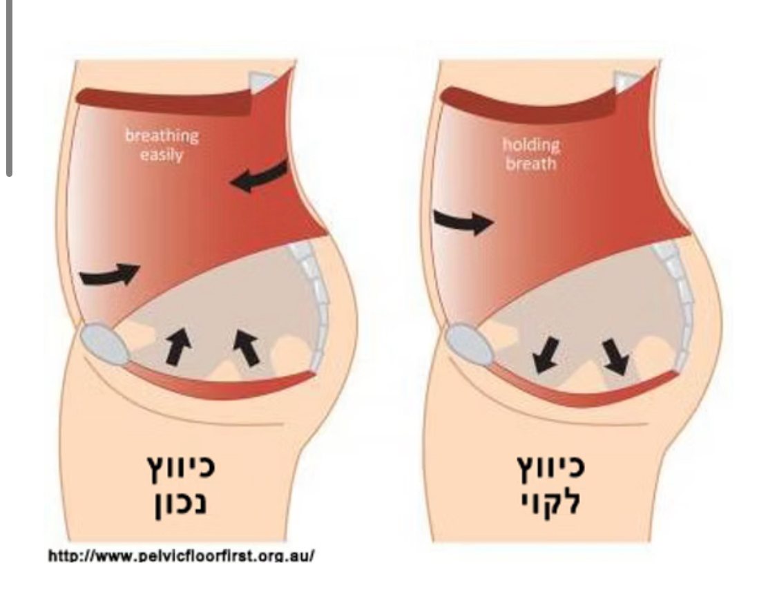 איור אנטומי 2
